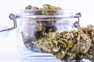 cbd flower