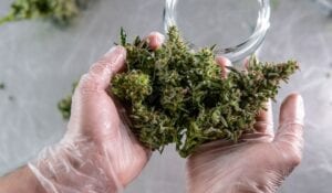 cbd flower