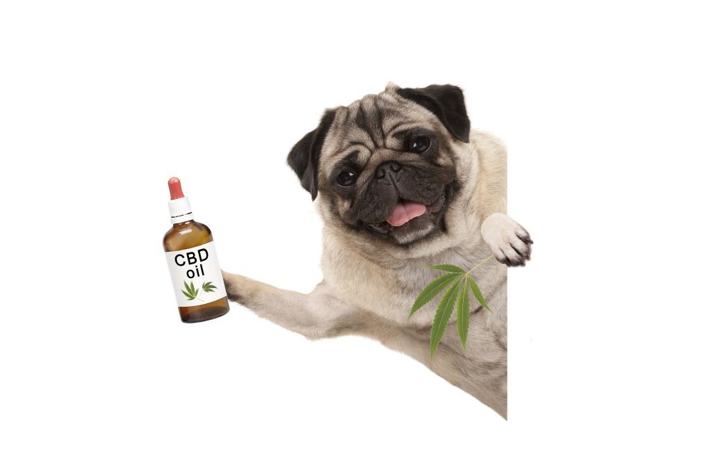 cbd for pets